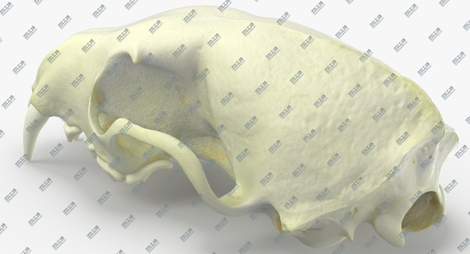 images/goods_img/2021040231/Real White Breasted Marten Skull 02 3D model/5.jpg